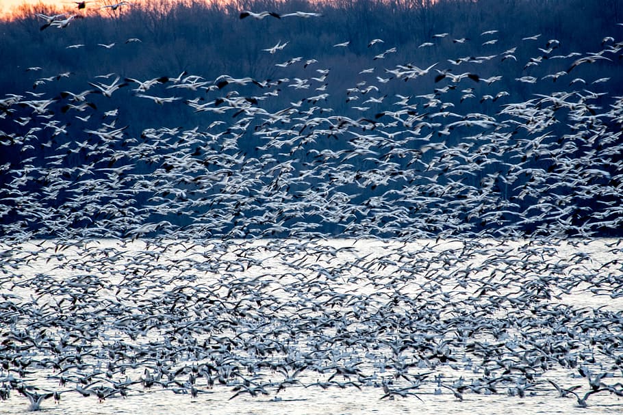 flock of white birds, flock of birds flying above body of water during datytime HD wallpaper