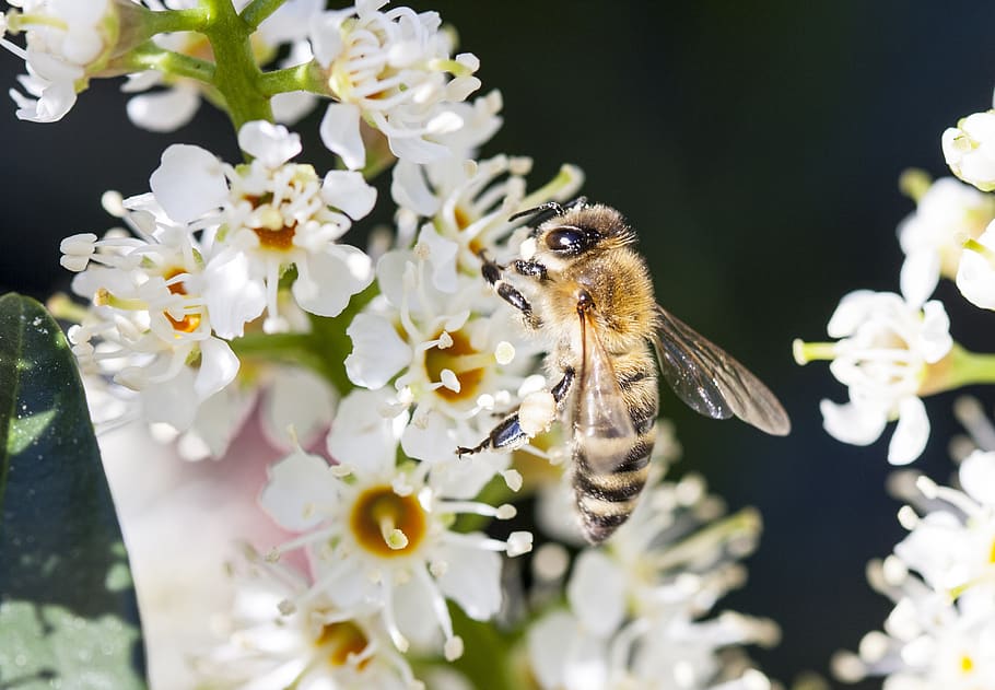 bee, insect, flower, nectar, macro, garden, white, nature, close up HD wallpaper