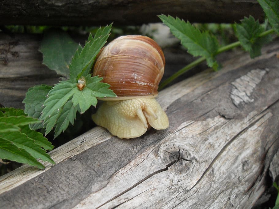 snail, wood, leaf, close up, nature, shell, snails, tribe, plant part HD wallpaper