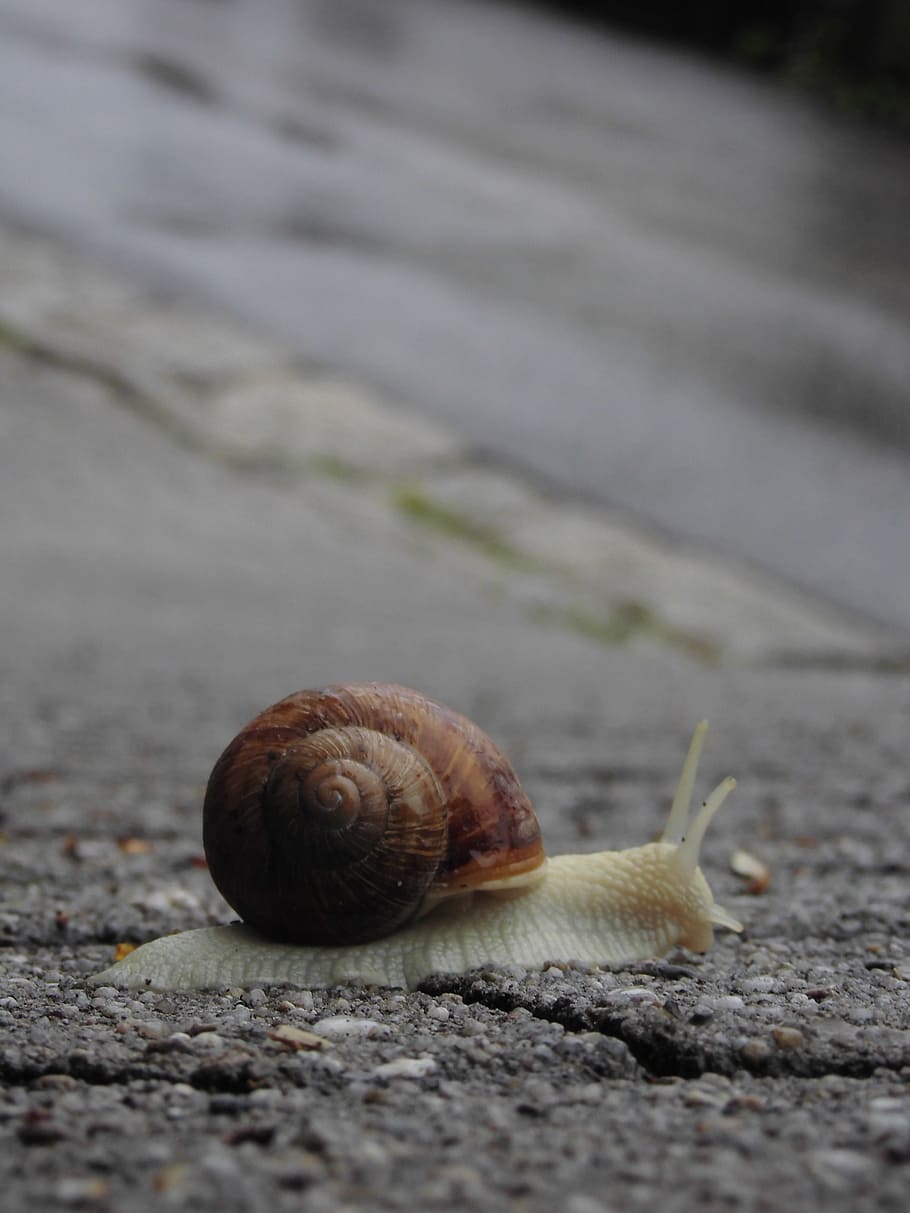 snail, slowly, close, creature, shell, nature, crawl, mollusk HD wallpaper