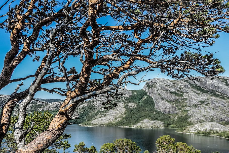 tree, mountain, nature, landscape, sky, outdoor, scenic, sunny HD wallpaper
