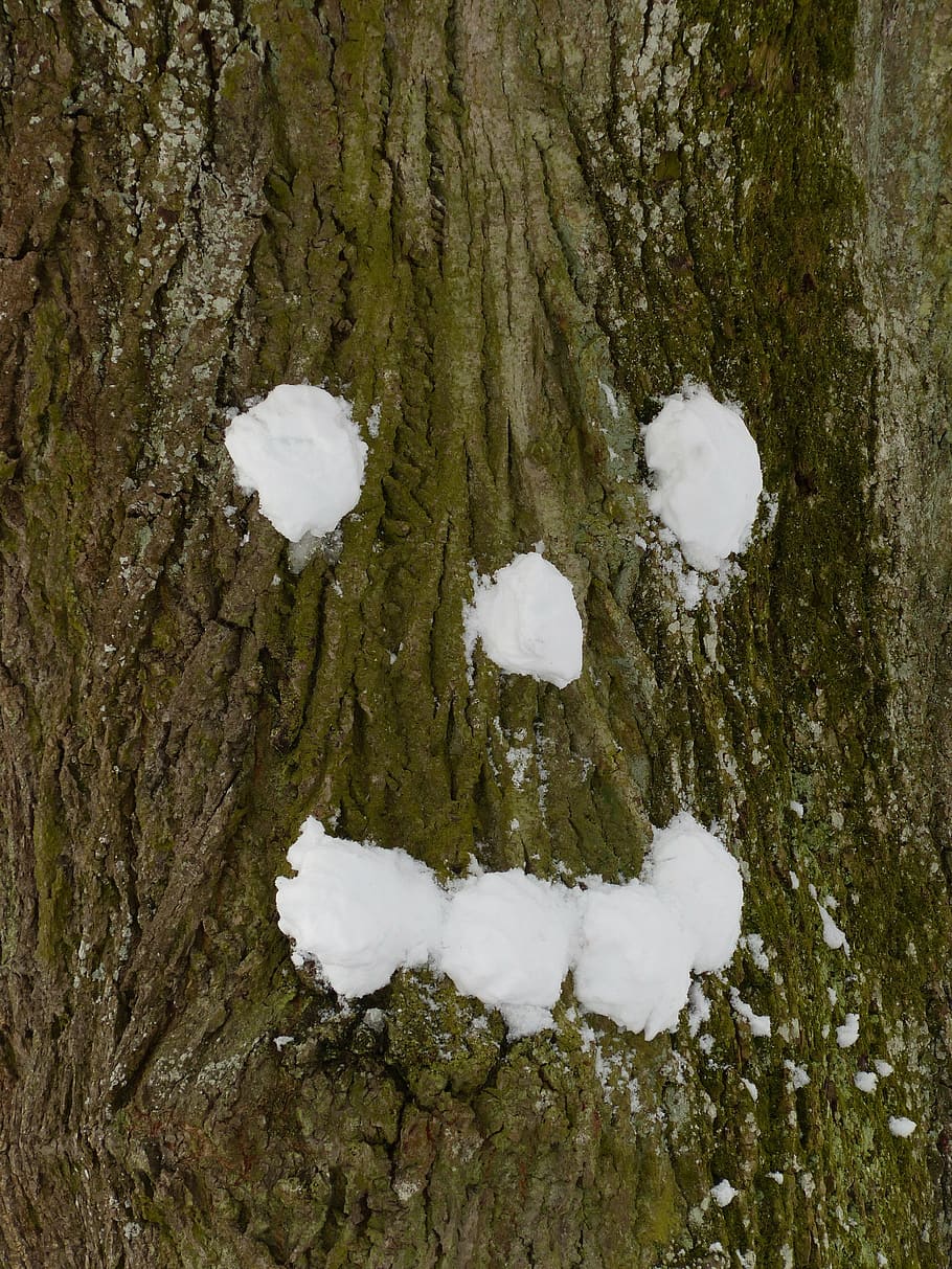 tree, snow, forest spirit, tree face, snow ball, bark, linde HD wallpaper