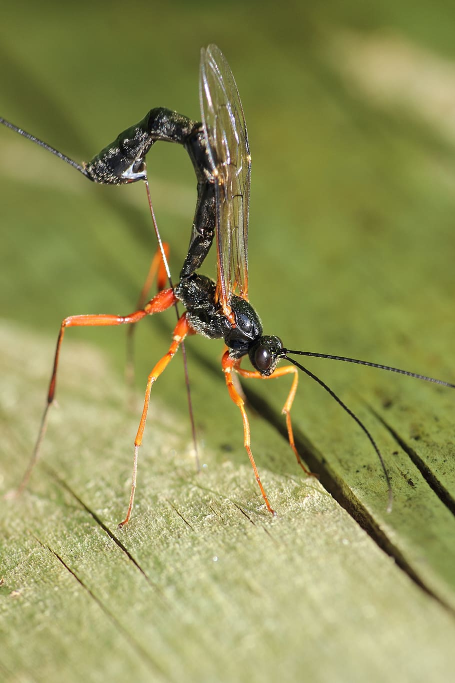 do, wasp, insect, spring, sun, nature, close, macro, animal themes HD wallpaper