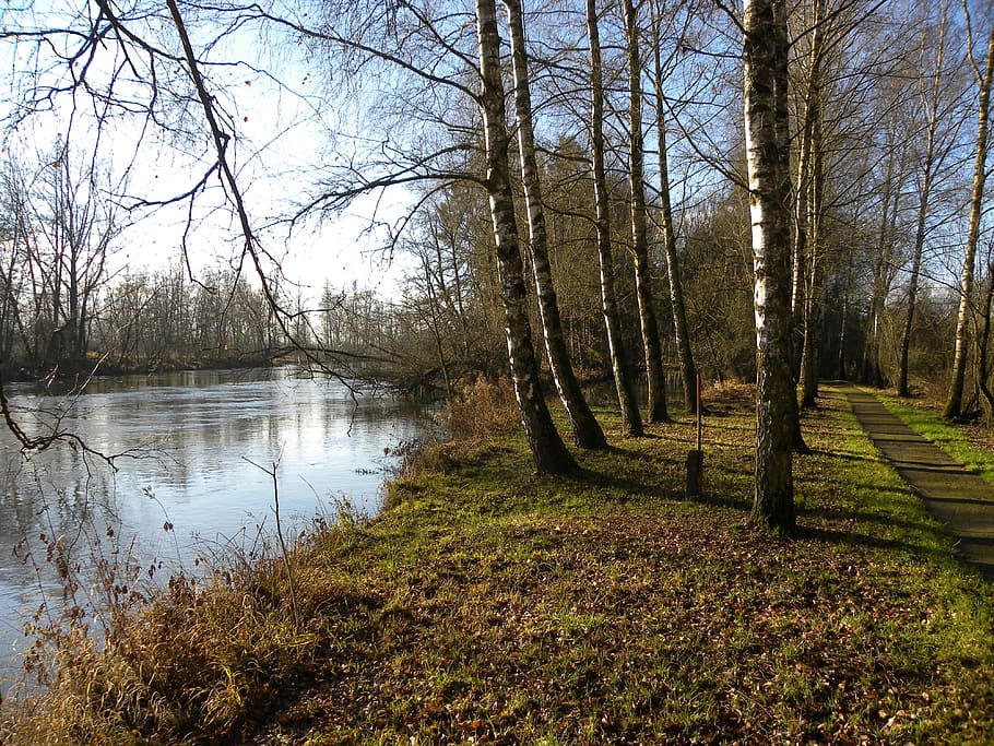 Rottenacker, Danube, Munderkingen, Birch, avenue, bare tree HD wallpaper