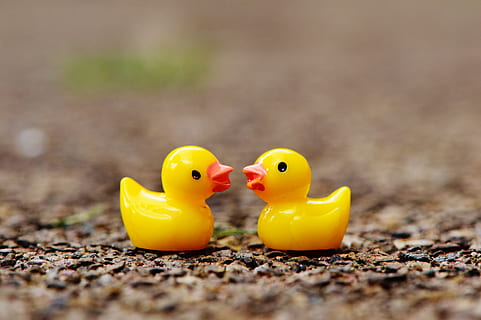 ducks, figures, two, pair, cute, sweet, many, yellow, rubber duck HD wallpaper