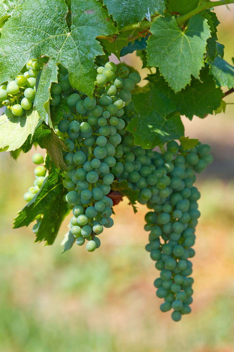wine, grapes, fruit, vine, winegrowing, autumn, autumn decoration HD wallpaper