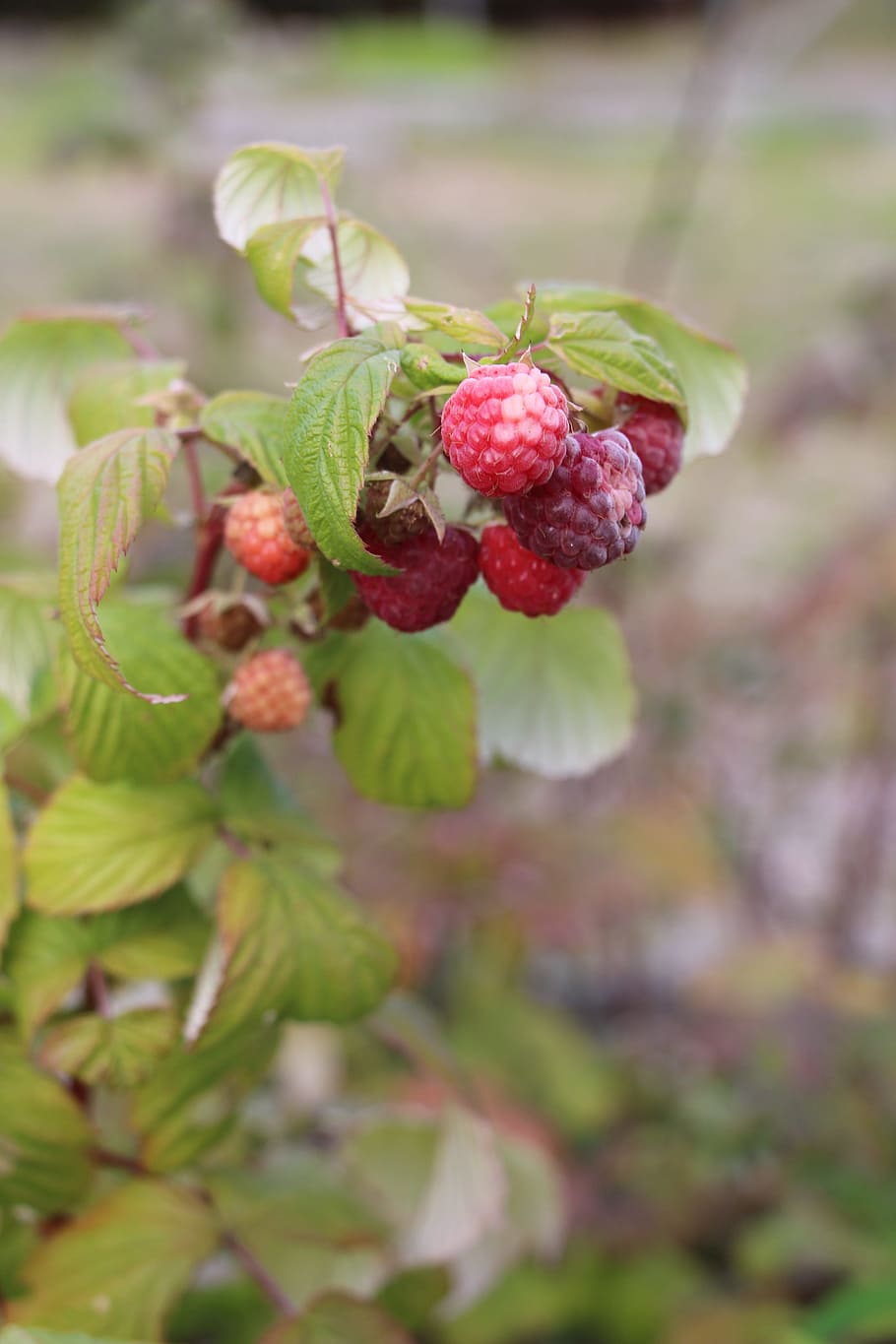 raspberry, organic, branch, garden, fruit, healthy eating, food and drink HD wallpaper