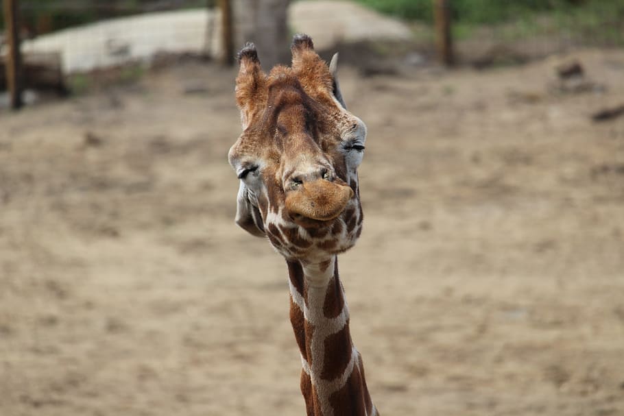 Giraffe, Shaking, Head, one animal, animals in the wild, animal themes HD wallpaper