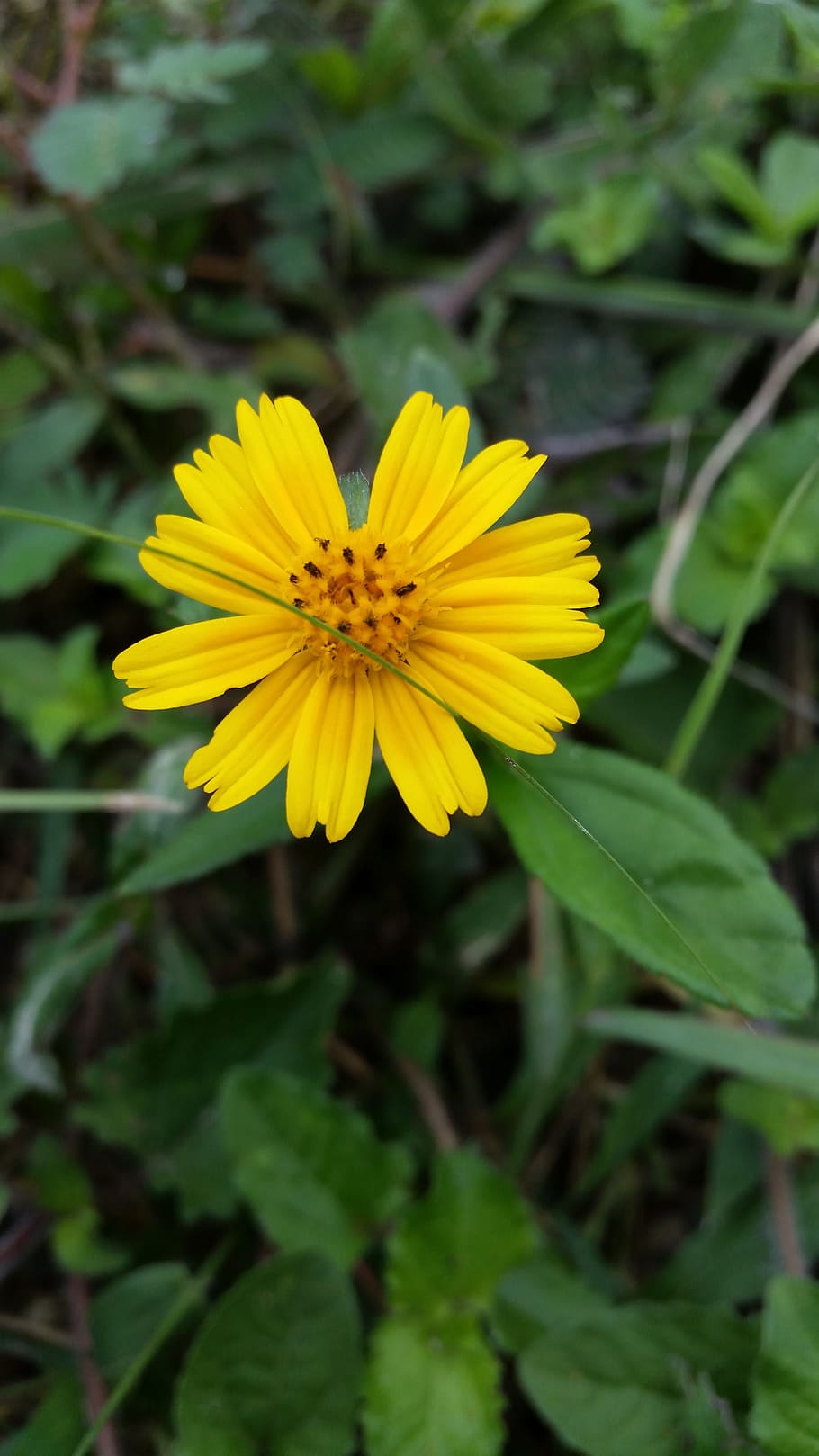 flower, yellow, brown, flowering plant, fragility, freshness HD wallpaper