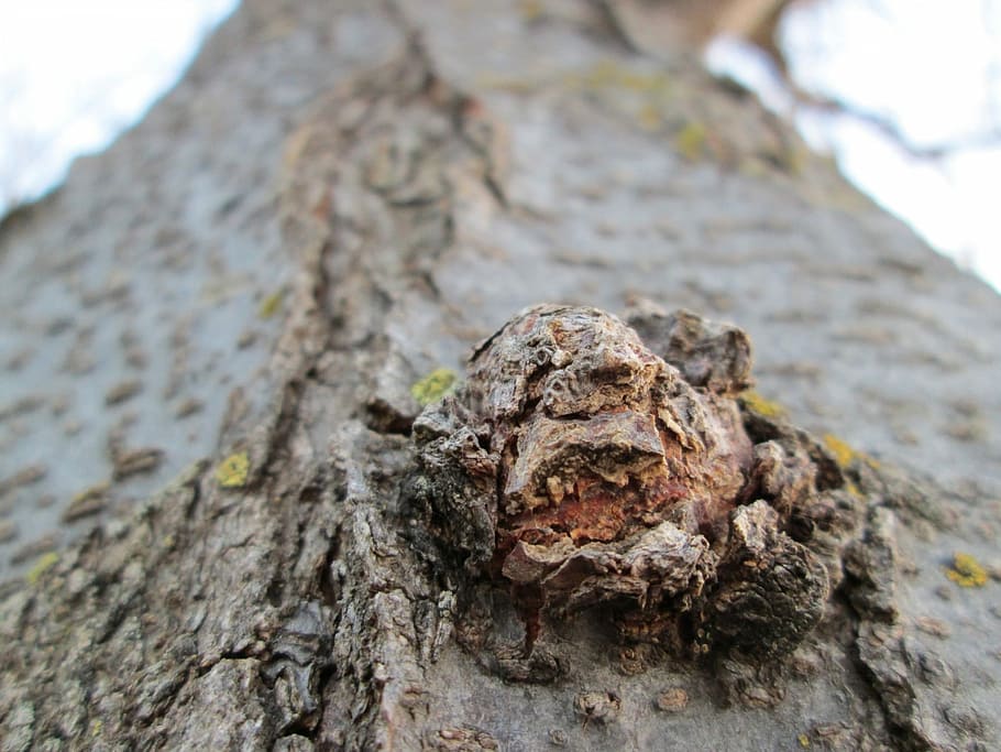 Macro, Wood, Tree, Plant, Vegetation, knot, growth, one animal HD wallpaper