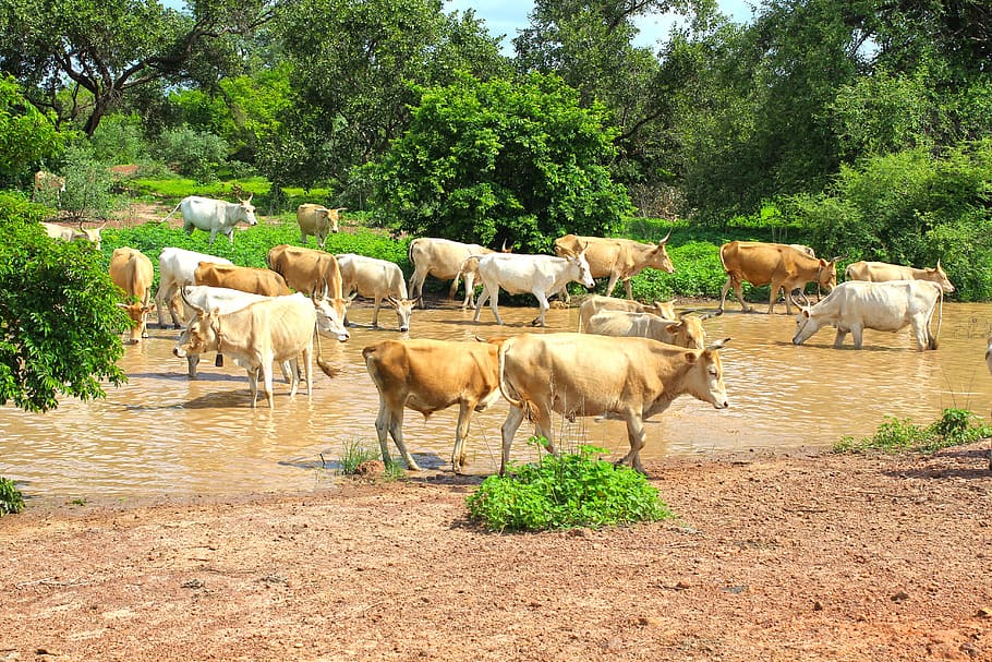 cows, stream, cattle, nature, landscape, green, river, animal HD wallpaper