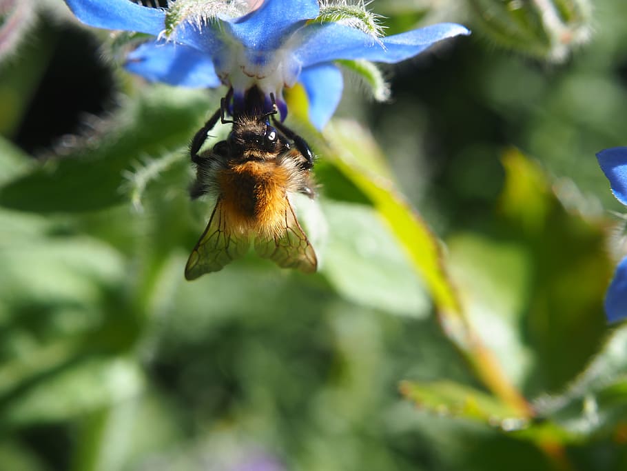 bee, blossom, bloom, insect, flower, nature, pollination, pollen HD wallpaper