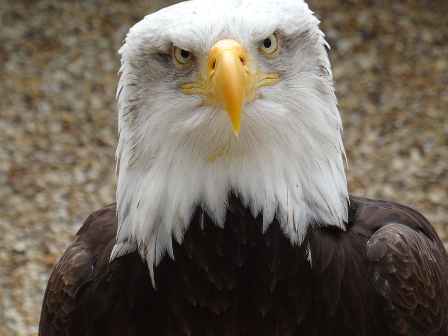 Eagle, Bird, Close Up, eagle - Bird, bald Eagle, bird of Prey HD wallpaper