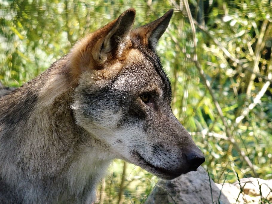 wolf, wolf head, animal, zoo, wild animal, animal world, pack animal HD wallpaper