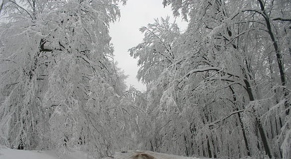 green forest trees covered by white snow during daytime, winter HD wallpaper