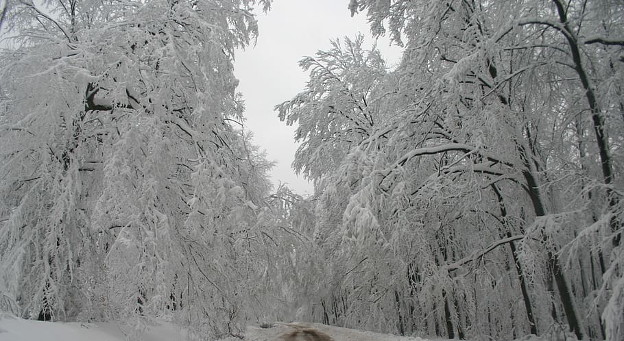green forest trees covered by white snow during daytime, winter HD wallpaper