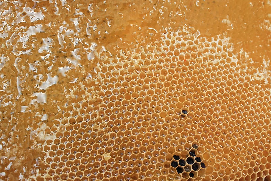 brown honeycomb, delicious, sweet, beehive, beeswax, yellow, hexagon, HD wallpaper