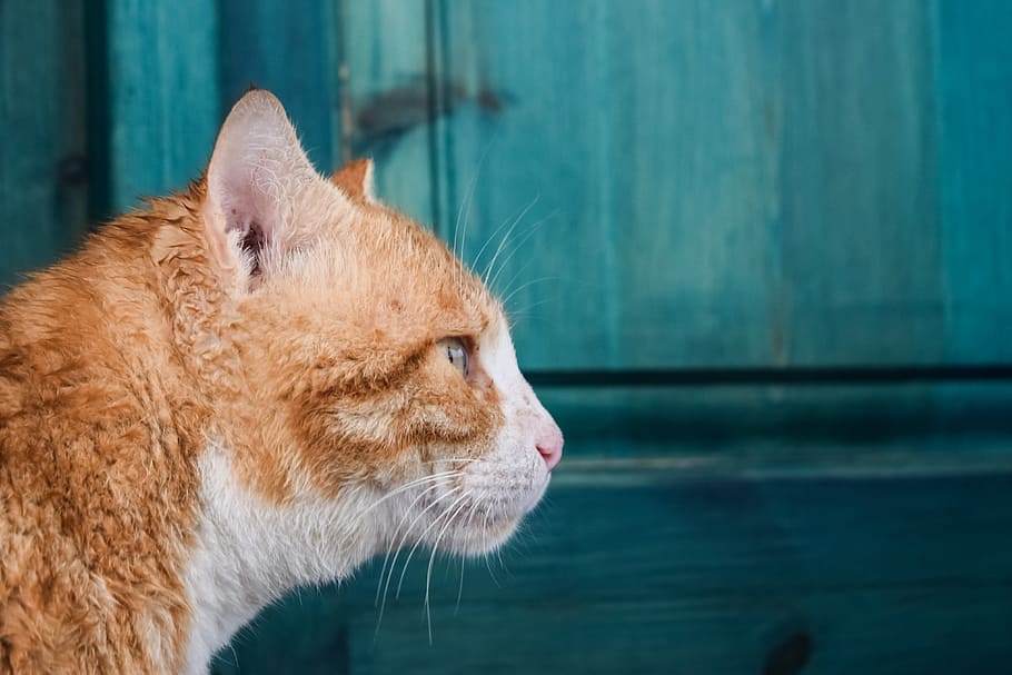 cat, stray, red, animal, kitten, kitty, outdoor, mammal, animal themes HD wallpaper
