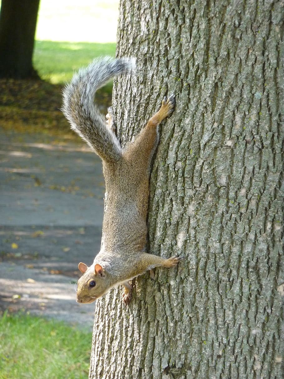 Squirrel, Animal, Cute, Nager, Fur, croissant, furry, nature HD wallpaper
