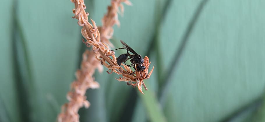 macro, insect, wasp, armenia, invertebrate, animals in the wild HD wallpaper