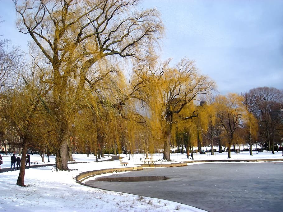 boston, massachusetts, park, trees, winter, snow, ice, pond, HD wallpaper