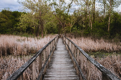 brown wooden dock near trees, bridge, brush, path, landscape HD wallpaper