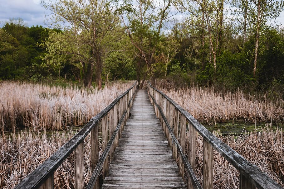brown wooden dock near trees, bridge, brush, path, landscape HD wallpaper