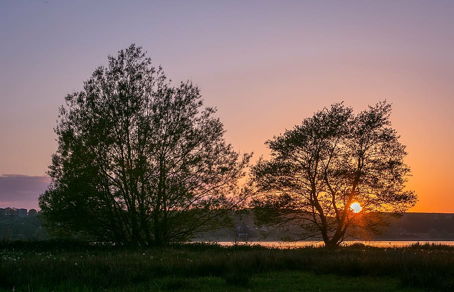 trees, sunset, lake, natural, sky, view, water edge, silence HD wallpaper