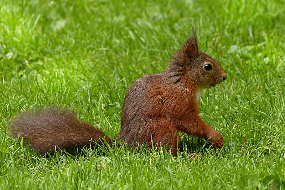 brown squirrel, sciurus major, mammal, foraging, garden, rodent HD wallpaper