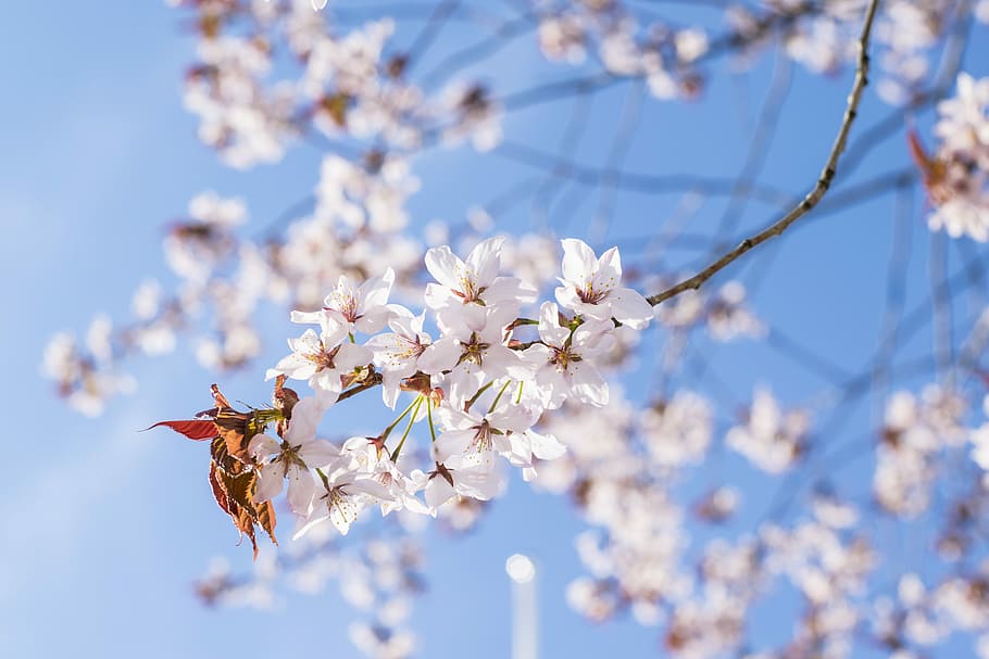 Sakura, Cherry Tree, Cherry, Tree, spring, flower, blossom HD wallpaper