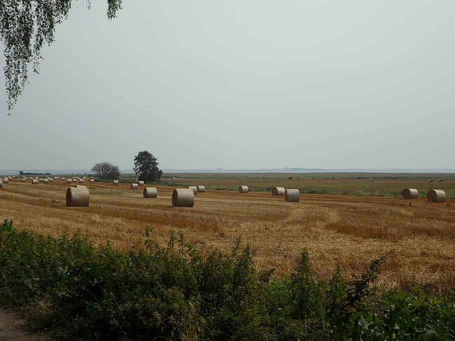 fields, hay, straw bales, farm, yellow, dry, landscape, plant HD wallpaper