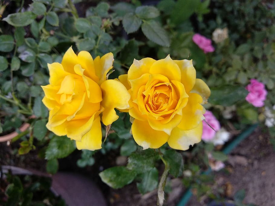 flower, garden, flowering plant, beauty in nature, petal, yellow HD wallpaper