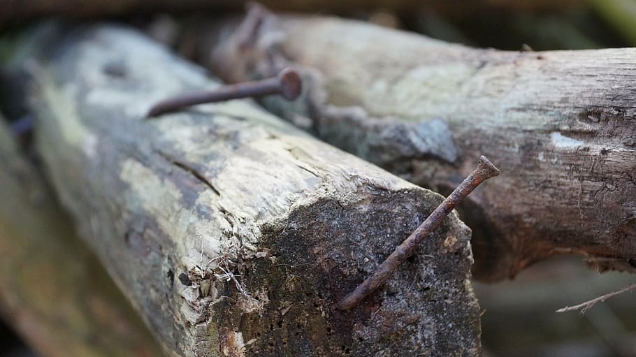 wood, nails, macro, rusty, close-up, selective focus, tree HD wallpaper