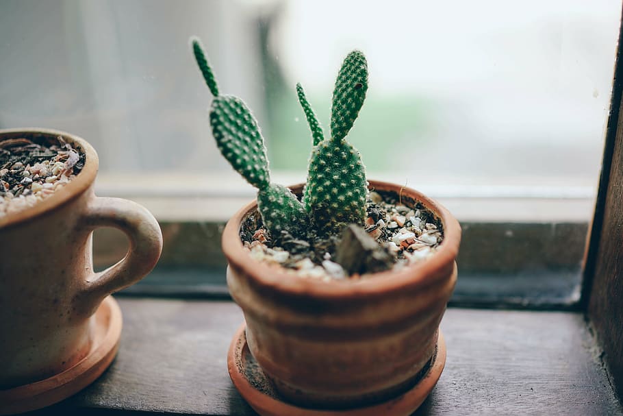 green cactus on brown clay pot, indoor, plant, inside, room, plants