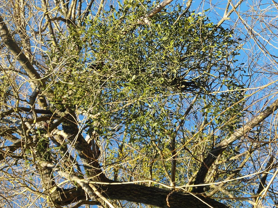 Mistletoe, Parasite, Medicinal Plant, tree, branch, green, medical HD wallpaper