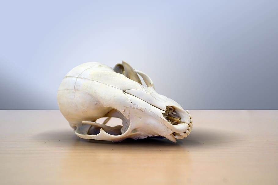 skull, death, raccoon, dry, cone, skeleton, dead, aged, animal