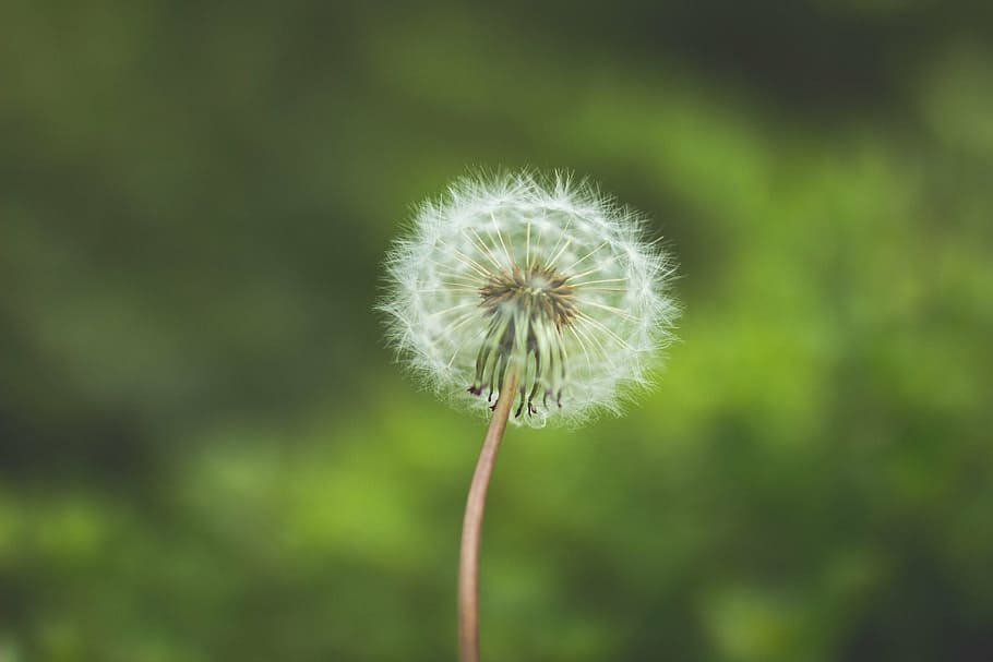 dandelion, flower, nature, freshness, flowering plant, fragility HD wallpaper