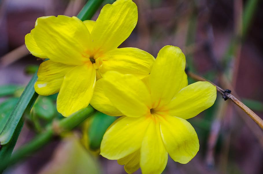 flower, flowers, yellow, spring, delicate flower, small flower HD wallpaper