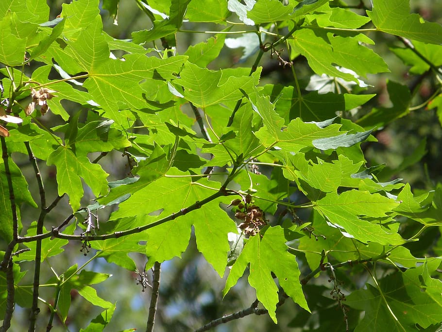 Leaves, Green, Green, Tree, Nature, Fresh, plant, branch, spring HD wallpaper