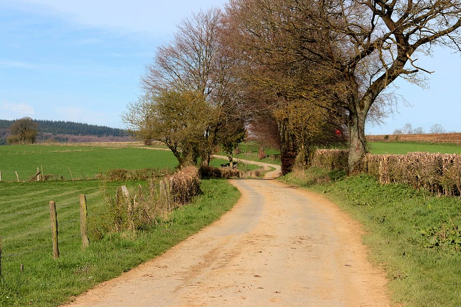 roadway between tall trees and field, Landscape, Nature, Away HD wallpaper
