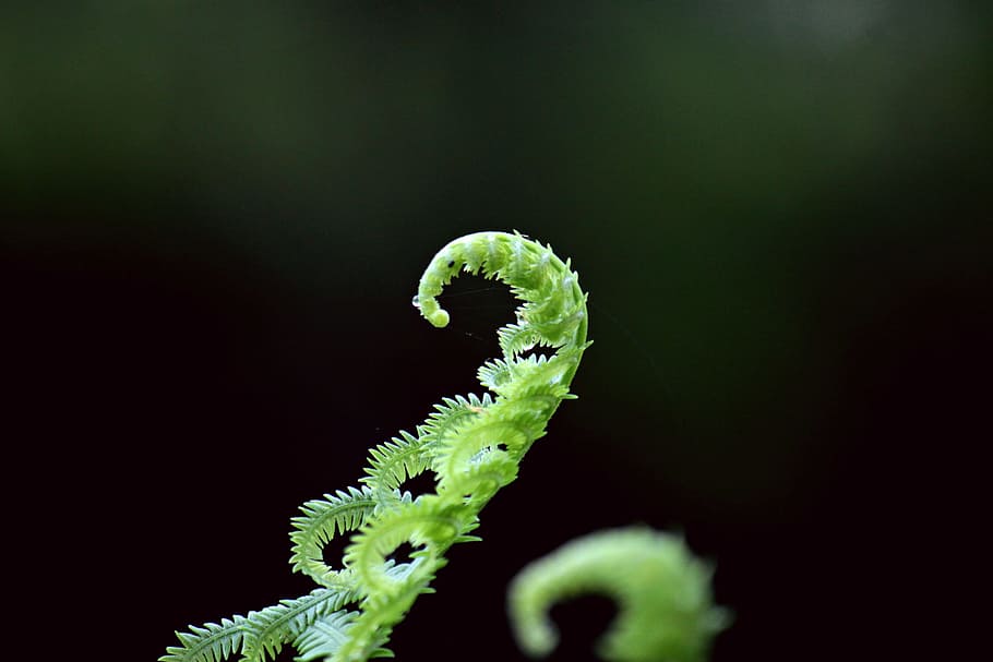 green fern plant in selective focus photograhpy, closeup photo of green plant HD wallpaper