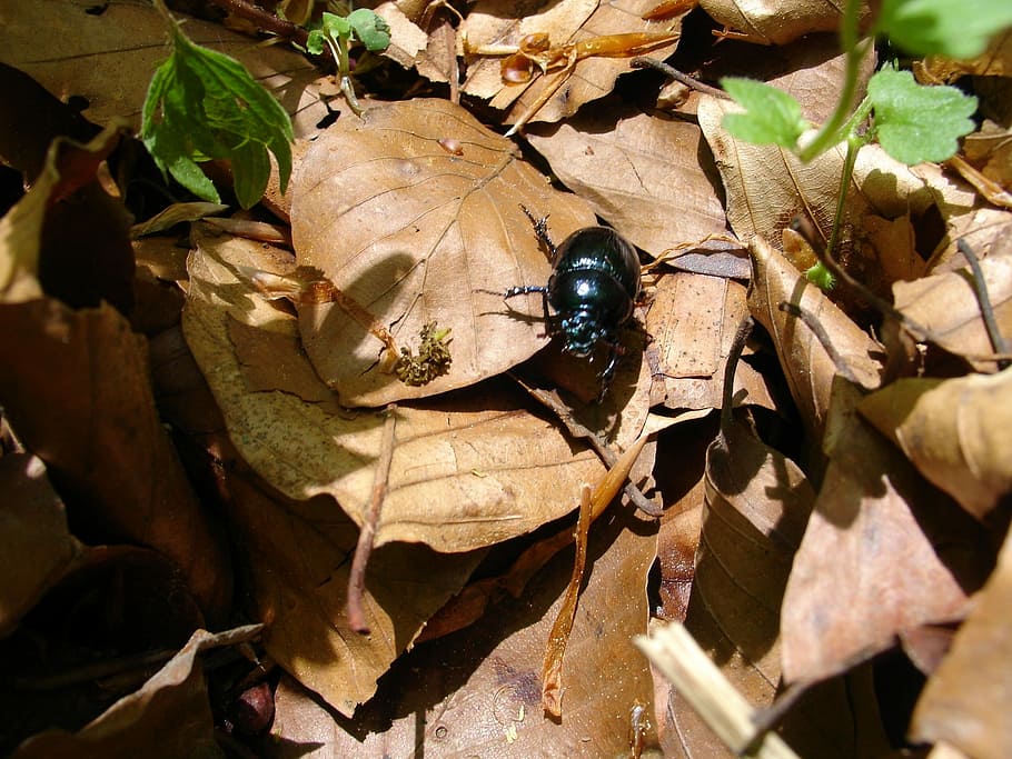 Beetle, Forest, Insect, Nature, Close, dung beetle, ground beetles HD wallpaper