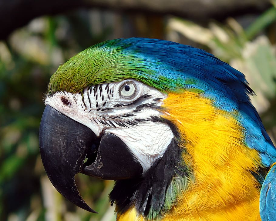 selective focus photography of blue-throated macaw, bird, parrot HD wallpaper
