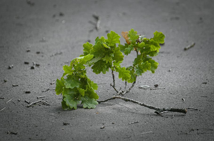 branch, oak, canceled, leaves, oak leaves, leaf, plant part