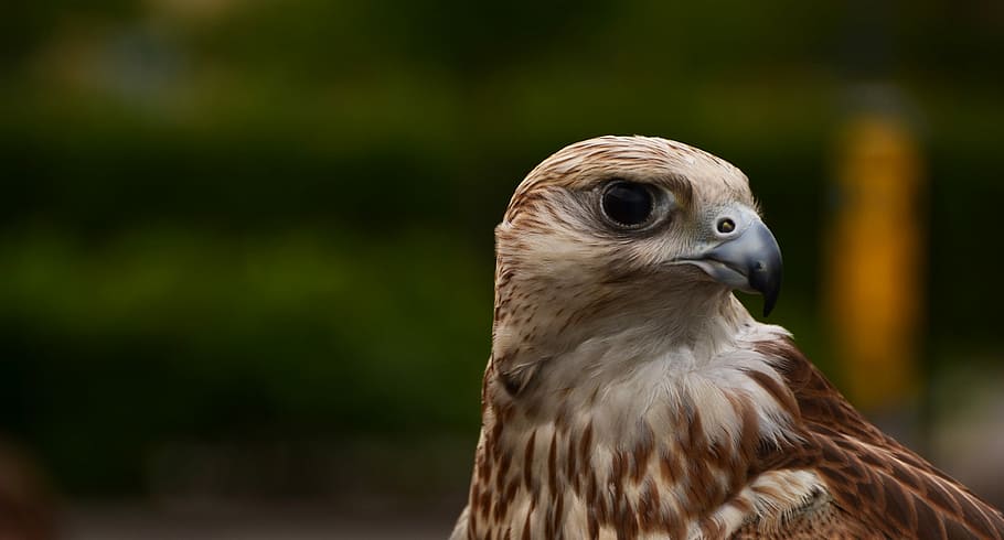 shallow focus photography of hawk during daytime, white and brown eagle photography HD wallpaper
