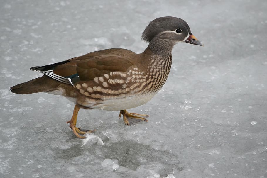 bird, duck, ice, winter, pond, animal, animal wildlife, animal themes HD wallpaper
