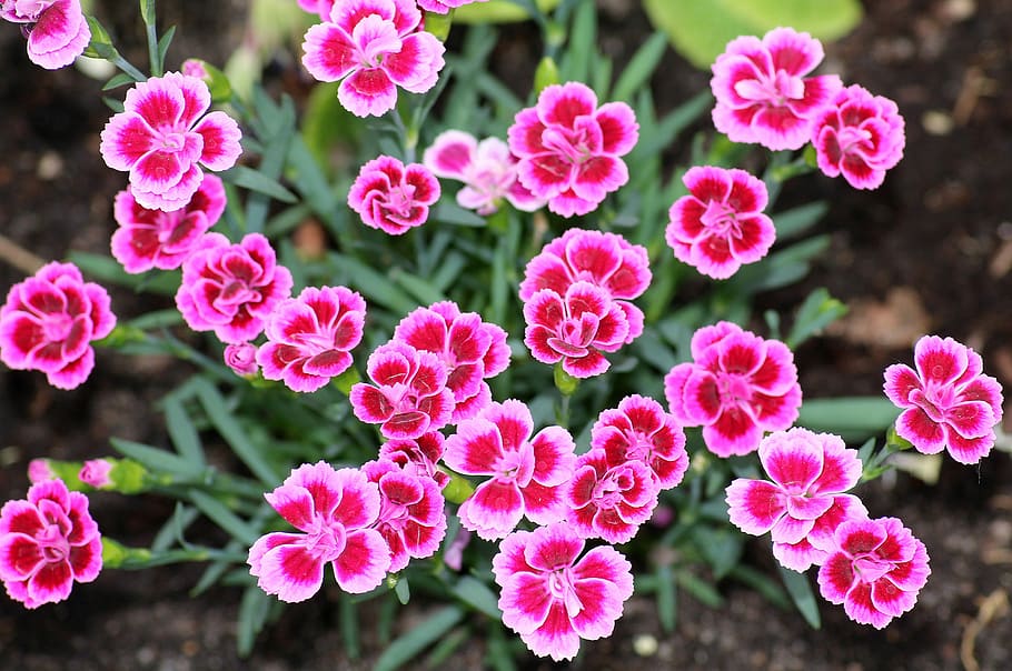 pink petaled flowers at daytime, cloves, miniature, tiny flowers HD wallpaper