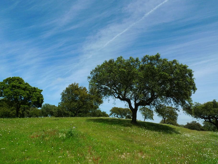 green trees under calm blue sky, spring, nature, environment HD wallpaper