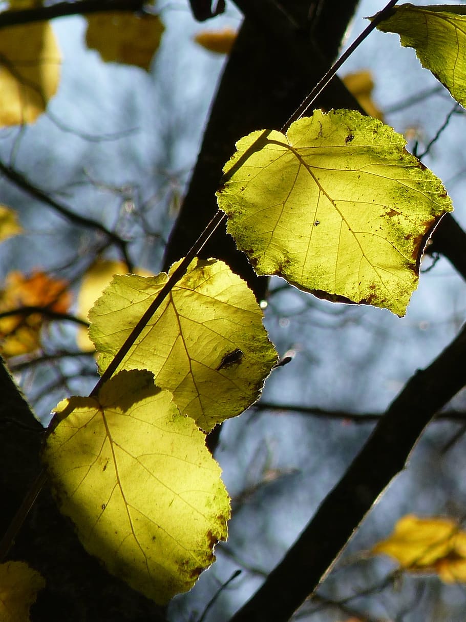 leaf, tree, autumn, bright, green, leaves, light, nature, branches HD wallpaper