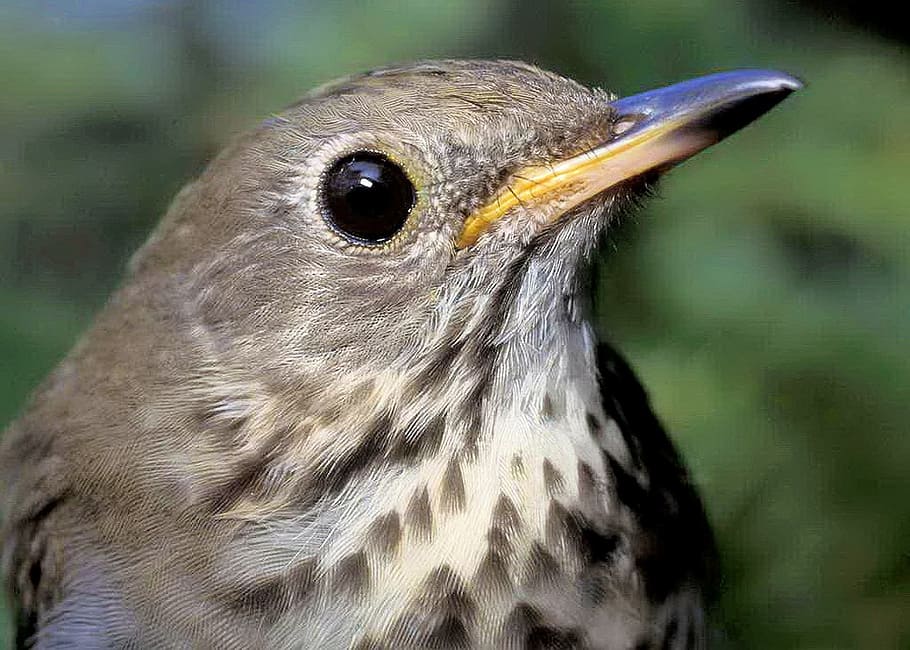 selective focus photo of gray thrush bird, macro, close up HD wallpaper